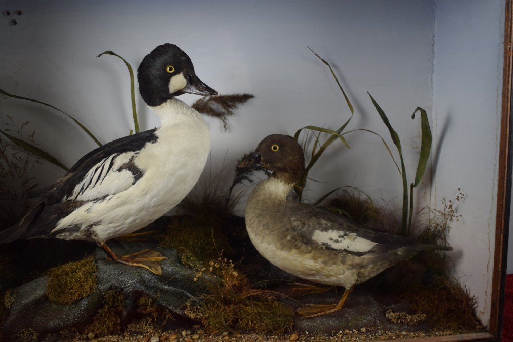 Edwardian Cased Taxidermy Group of a Barrow Goldeneye & Common Goldeneye Ducks View II