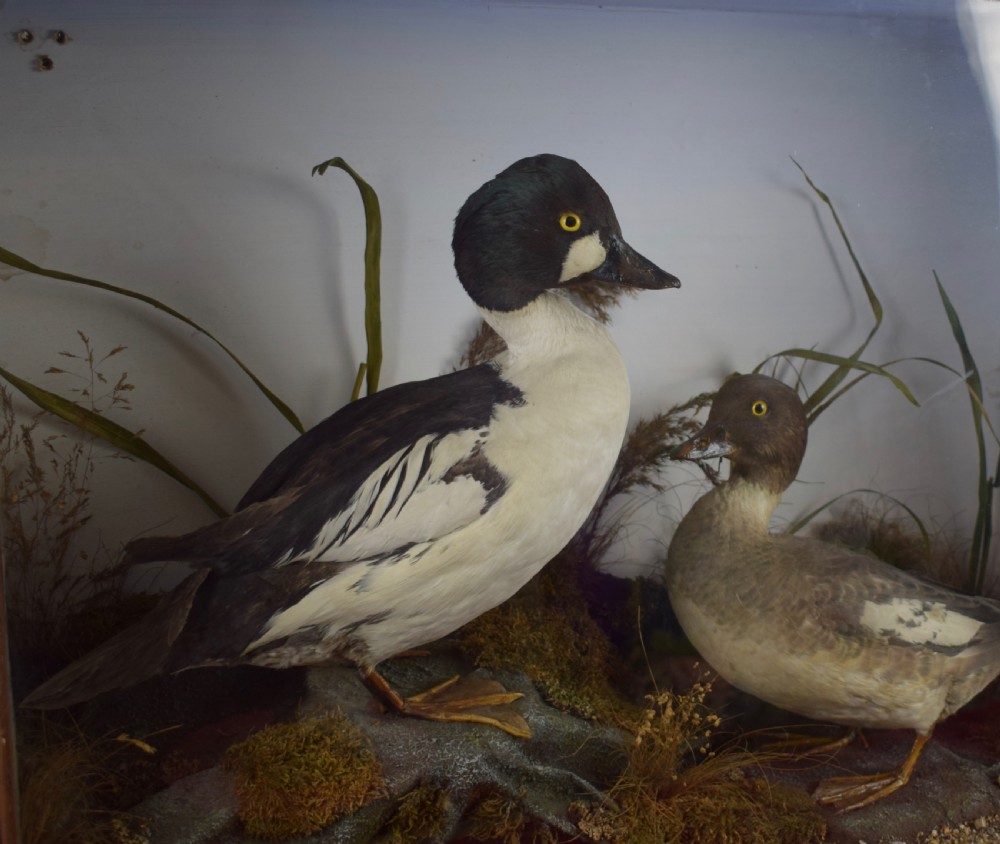 Edwardian Cased Taxidermy Group of a Barrow Goldeneye & Common Goldeneye Ducks View III