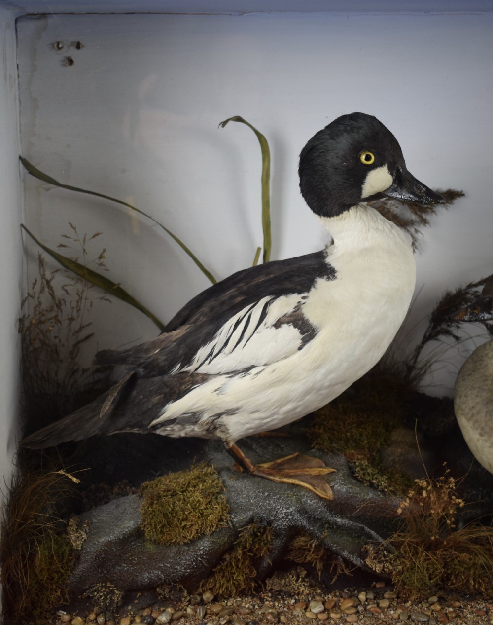 Edwardian Cased Taxidermy Group of a Barrow Goldeneye & Common Goldeneye Ducks View IV