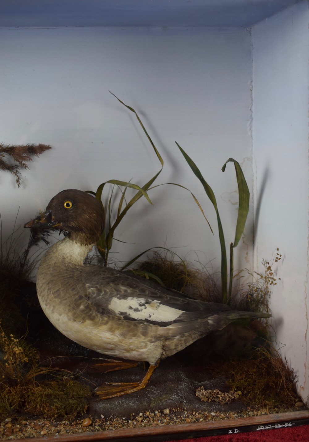 Edwardian Cased Taxidermy Group of a Barrow Goldeneye & Common Goldeneye Ducks View V