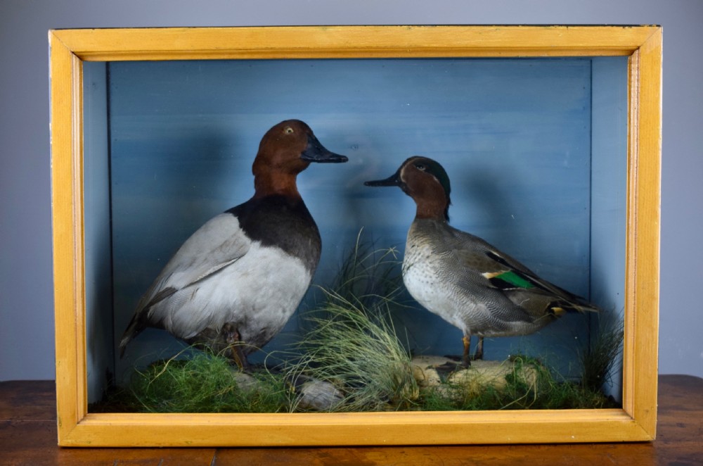 Edwardian cased taxidermy group of ducks - a Teal and a Pochard in naturalistic setting