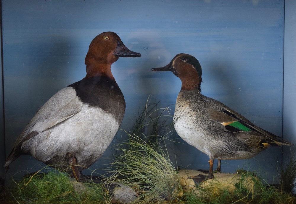 Edwardian cased taxidermy group of ducks - a Teal and a Pochard in naturalistic setting View III