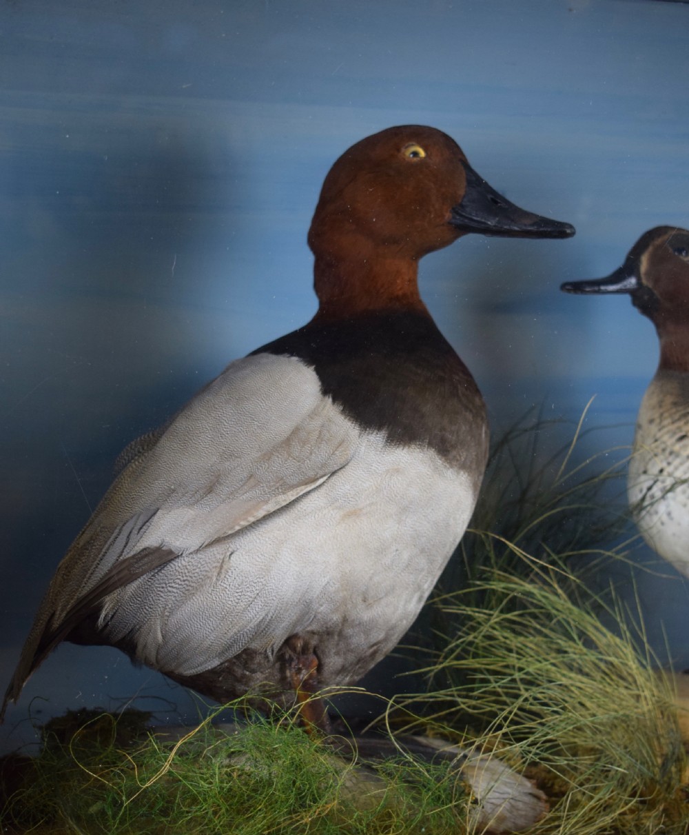 Edwardian cased taxidermy group of ducks - a Teal and a Pochard in naturalistic setting View IV