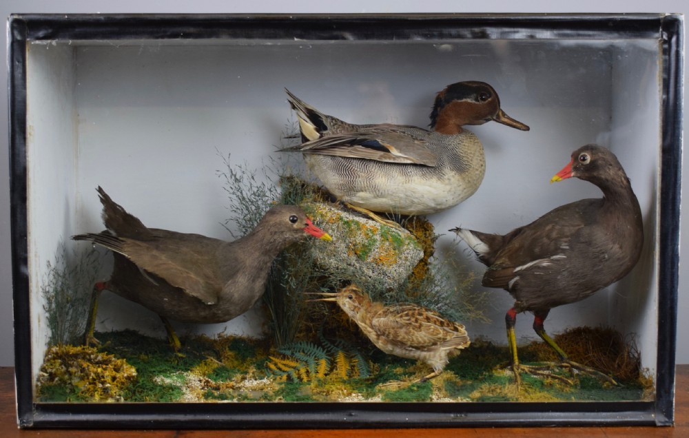 An Edwardian Cased display of Taxidermy Birds, Moorhens, Snipe & Duck