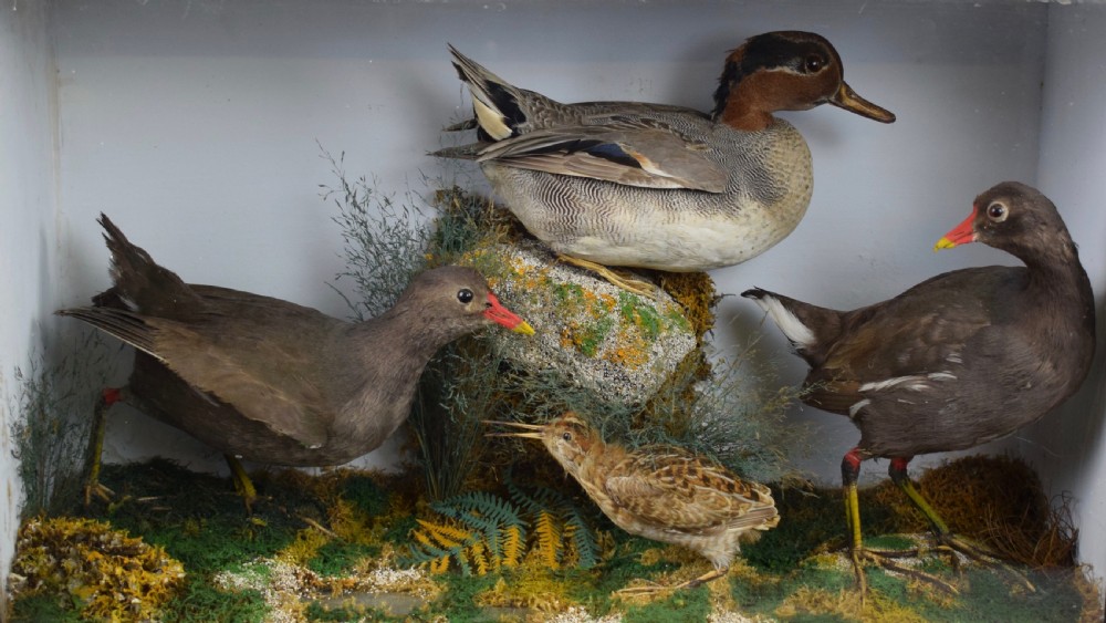 An Edwardian Cased display of Taxidermy Birds, Moorhens, Snipe & Duck View II
