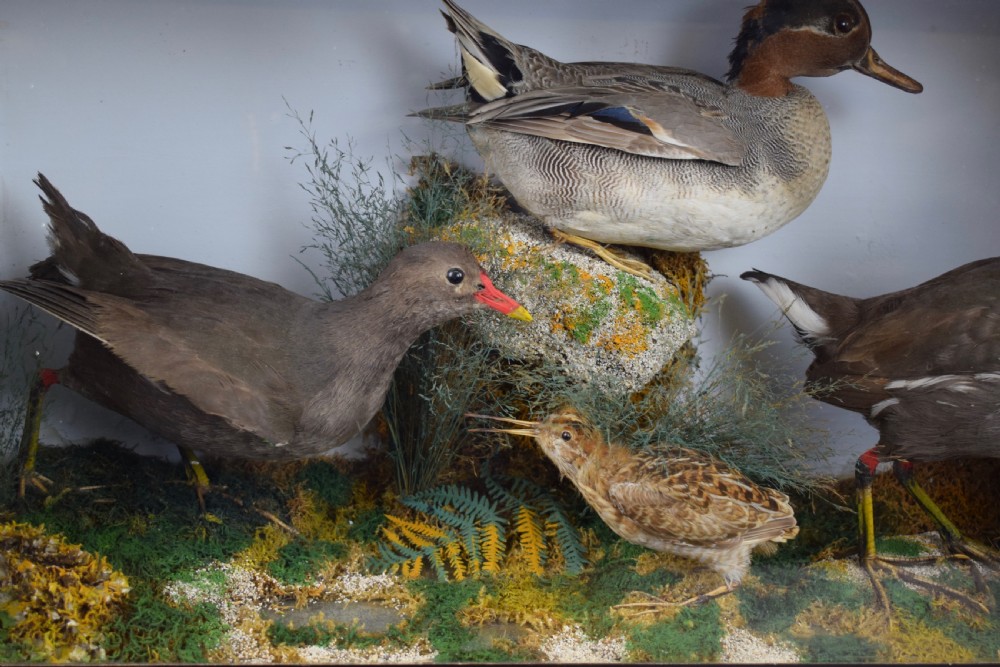 An Edwardian Cased display of Taxidermy Birds, Moorhens, Snipe & Duck View III