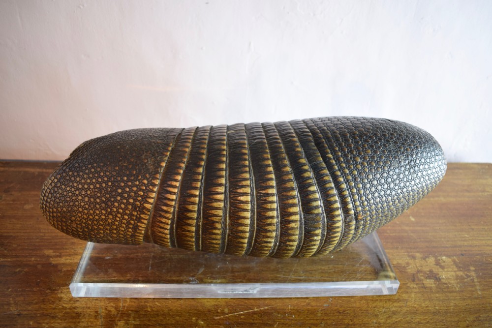 Antique Nine Banded Armadillo shell, with old label and on perspex stand