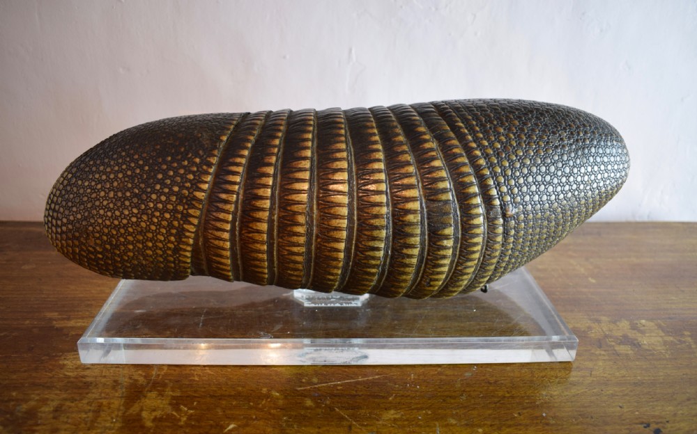 Antique Nine Banded Armadillo shell, with old label and on perspex stand View II
