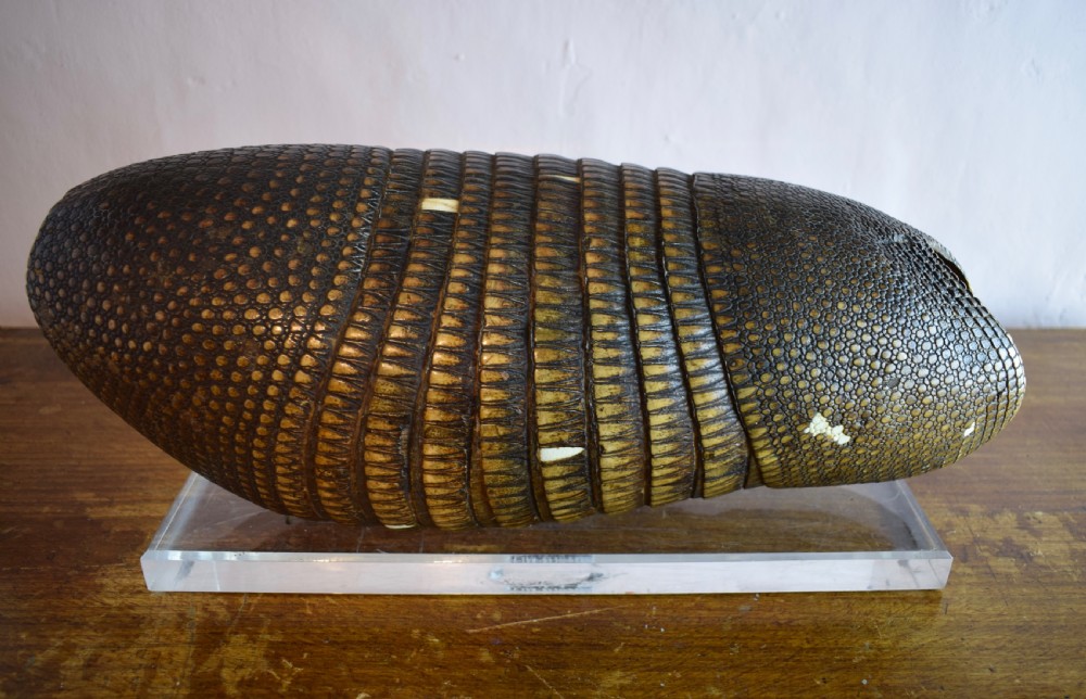 Antique Nine Banded Armadillo shell, with old label and on perspex stand View III