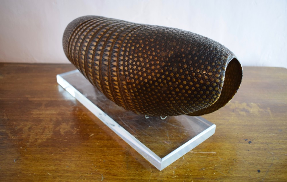 Antique Nine Banded Armadillo shell, with old label and on perspex stand View IV