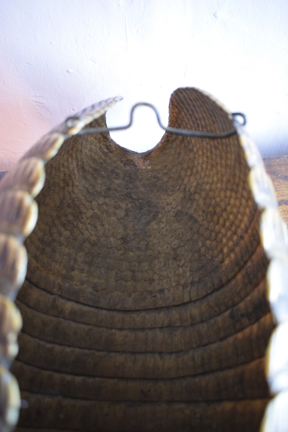 Antique Nine Banded Armadillo shell, with old label and on perspex stand View VI