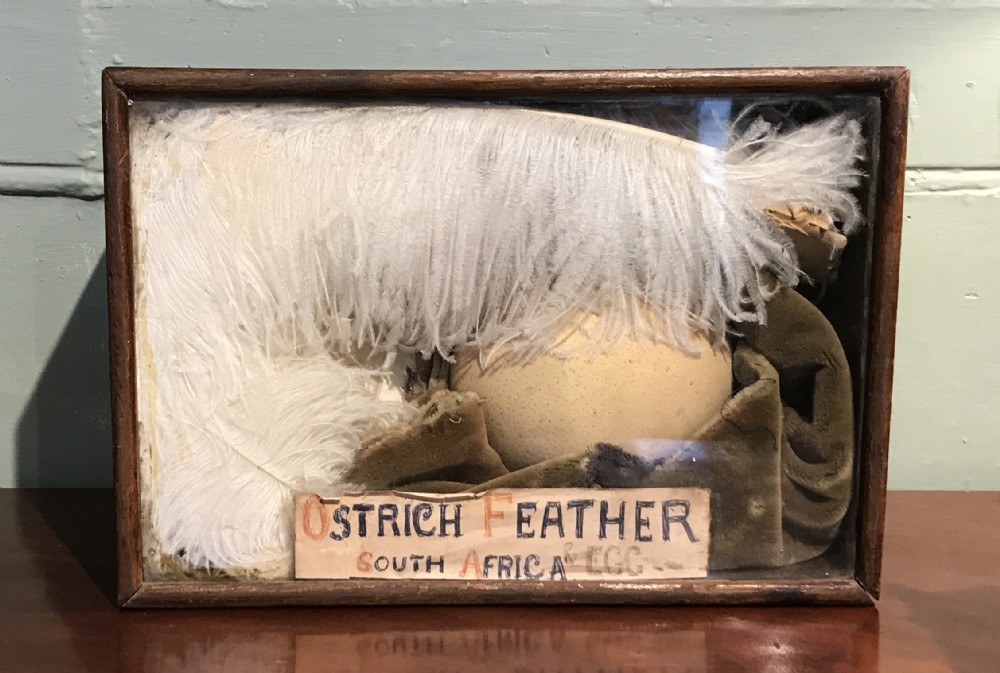 Cased display of an Ostrich feather and egg