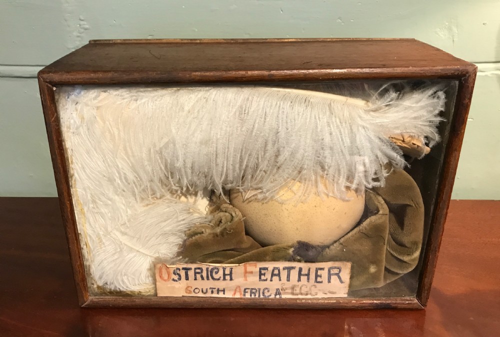Cased display of an Ostrich feather and egg View II