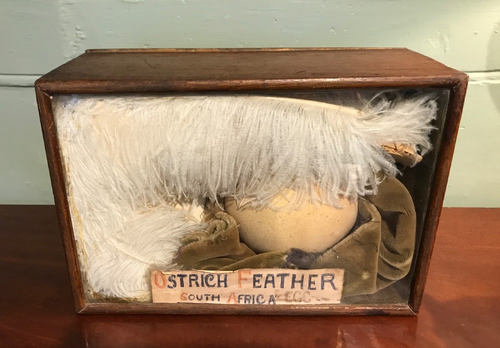 Cased display of an Ostrich feather and egg View III