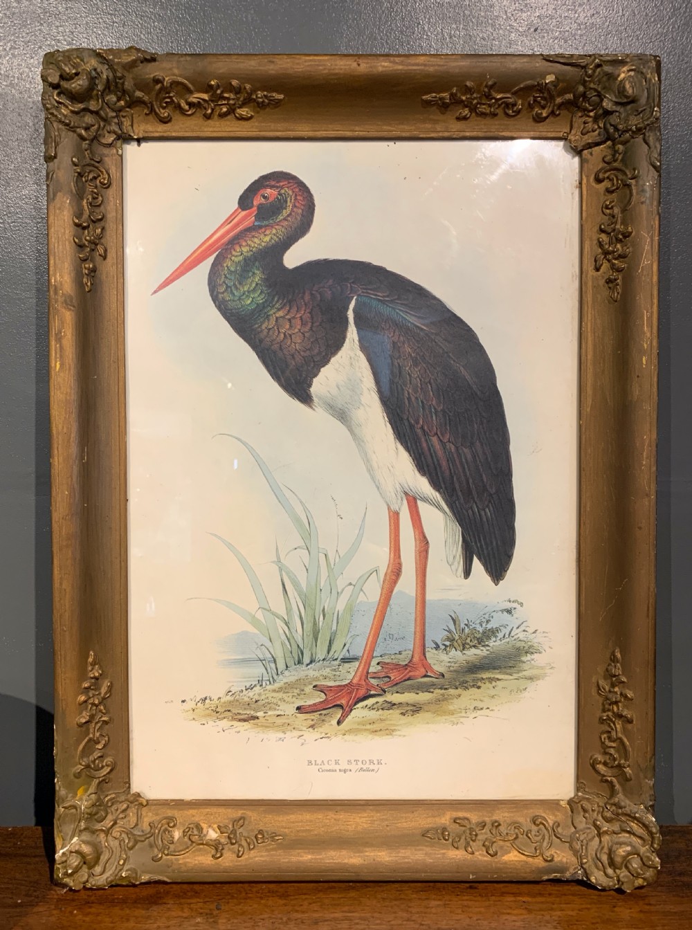 Edward Lear lithograph Black Stork from John Gould's The Birds of Europe
