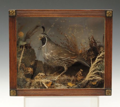 Taxidermy American Tufted Partridge
