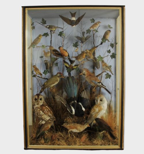 Late Victorian Case of Domestic Taxidermy Birds