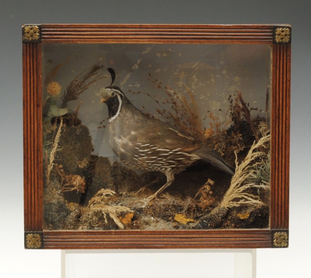 TAXIDERMY AMERICAN TUFTED PARTRIDGE