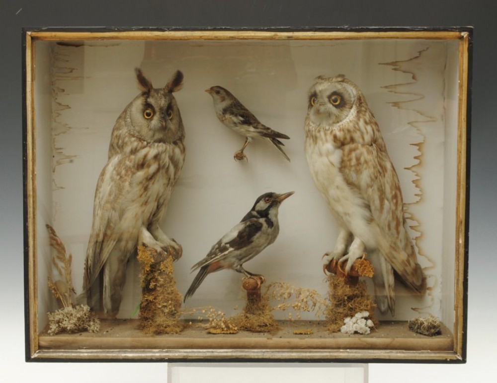 TAXIDERMY GROUP INCLUDING LITTLE OWLS