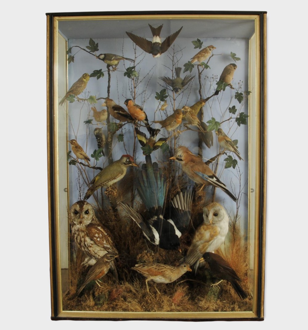 Late Victorian Case of Domestic Taxidermy Birds
