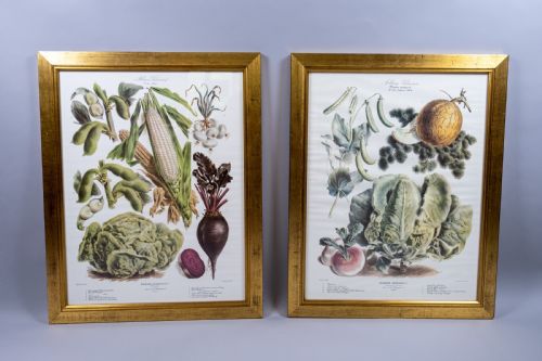 Pair of Vilmorin Andrieux Paris Framed Prints - No. 31 (1880) & No. 34 (1884)