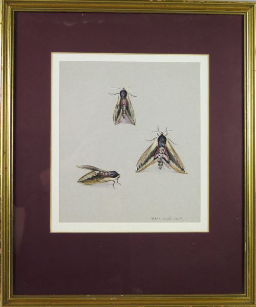 Mary Elliot Lacey (1924-2004) 'Privet Hawk Moth', Signed Gouache, C.1960