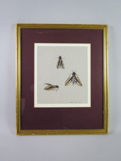 fig 1. Mary Elliot Lacey (1924-2004) 'Privet Hawk Moth', Signed Gouache, c.1960