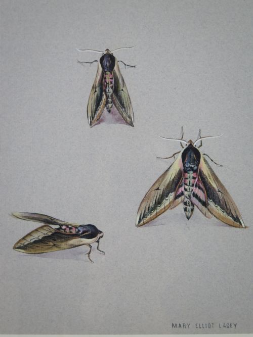fig 2. Mary Elliot Lacey (1924-2004) 'Privet Hawk Moth', Signed Gouache, c.1960