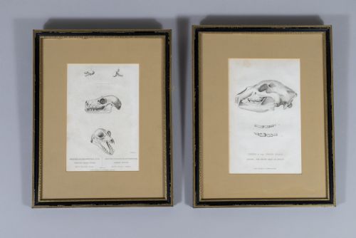 Early 19thc Engravings of Bear & Bat Skulls (James Basire) - Published 1824.