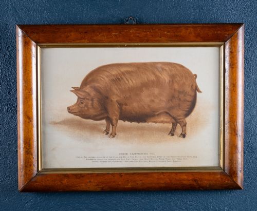 'prize tamworth pig' engraving melton constable norfolk early 20thc - CATEGORY: ANTIQUE ART - DATED 1910