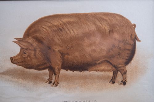 'PRIZE TAMWORTH PIG' ENGRAVING MELTON CONSTABLE NORFOLK EARLY 20THC - ADDITIONAL PHOTO 2