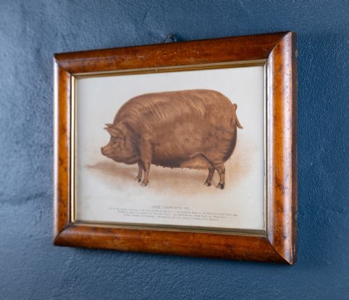 'PRIZE TAMWORTH PIG' ENGRAVING MELTON CONSTABLE NORFOLK EARLY 20THC - ADDITIONAL PHOTO 3