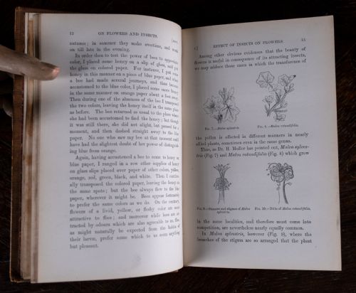 1879 SCIENTIFIC LECTURES BY SIR JOHN LUBBOCK - ADDITIONAL PHOTO 7