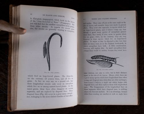 1879 SCIENTIFIC LECTURES BY SIR JOHN LUBBOCK - ADDITIONAL PHOTO 8