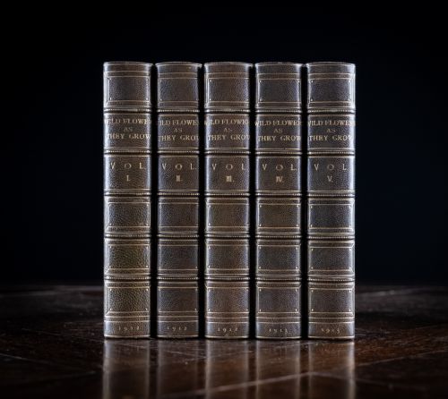 1912 WILD FLOWERS AS THEY GROW BY H ESSENHIGH CORKE 5 VOLUME BOOK SET - ADDITIONAL PHOTO 1