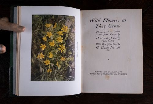 1912 WILD FLOWERS AS THEY GROW BY H ESSENHIGH CORKE 5 VOLUME BOOK SET - ADDITIONAL PHOTO 10