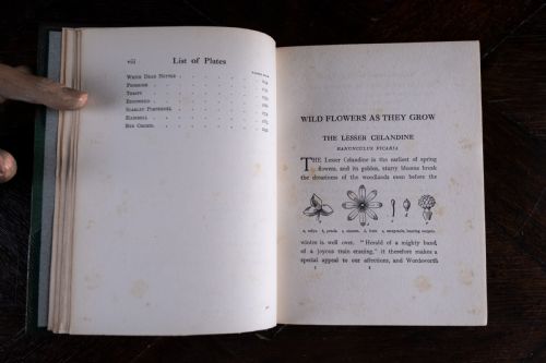 1912 WILD FLOWERS AS THEY GROW BY H ESSENHIGH CORKE 5 VOLUME BOOK SET - ADDITIONAL PHOTO 13