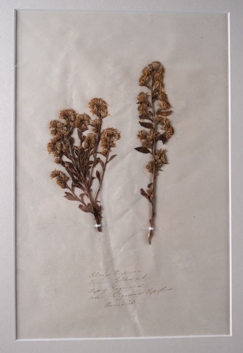 SET OF THREE BOTANICAL SPECIMENS 19TH CENTURY - ADDITIONAL PHOTO 1