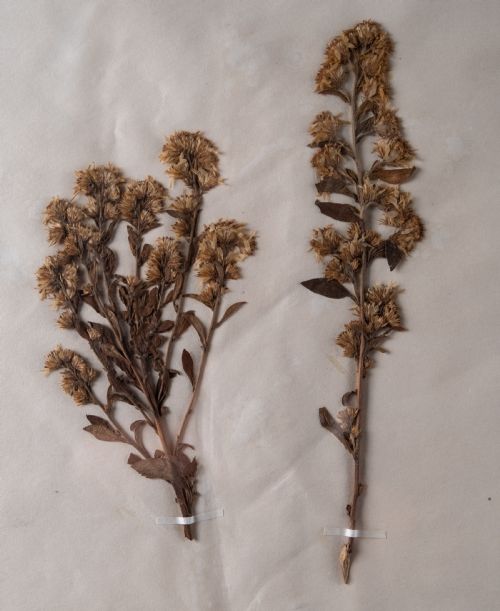 SET OF THREE BOTANICAL SPECIMENS 19TH CENTURY - ADDITIONAL PHOTO 2
