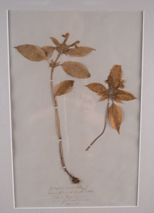 SET OF THREE BOTANICAL SPECIMENS 19TH CENTURY - ADDITIONAL PHOTO 4