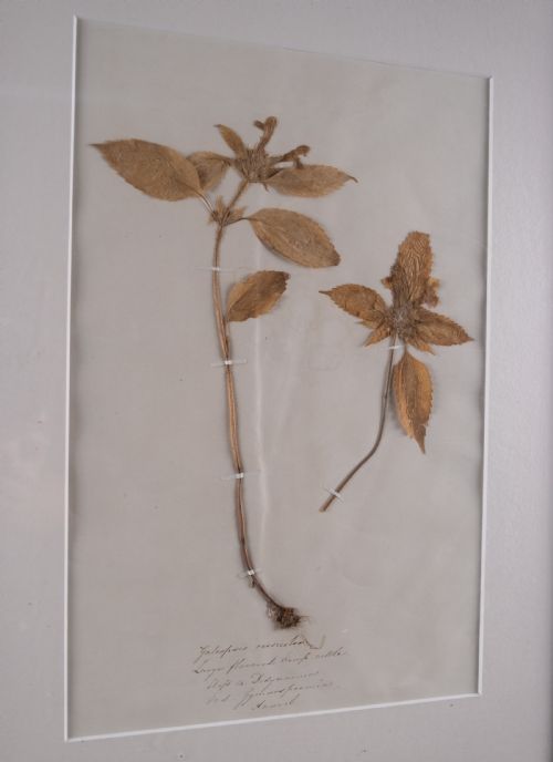 SET OF THREE BOTANICAL SPECIMENS 19TH CENTURY - ADDITIONAL PHOTO 5