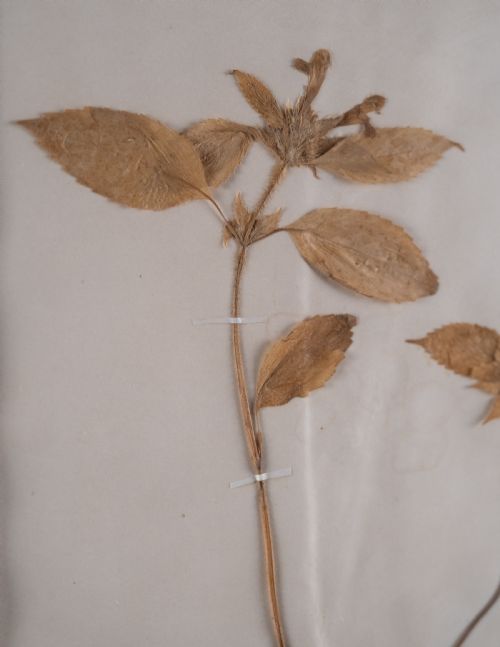 SET OF THREE BOTANICAL SPECIMENS 19TH CENTURY - ADDITIONAL PHOTO 6