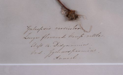 SET OF THREE BOTANICAL SPECIMENS 19TH CENTURY - ADDITIONAL PHOTO 7