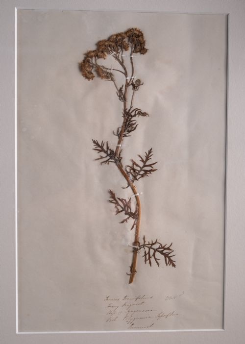 SET OF THREE BOTANICAL SPECIMENS 19TH CENTURY - ADDITIONAL PHOTO 8