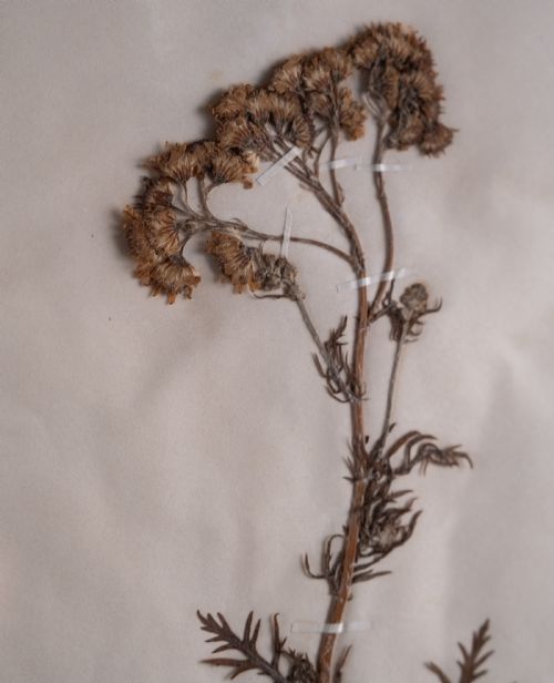 SET OF THREE BOTANICAL SPECIMENS 19TH CENTURY - ADDITIONAL PHOTO 9