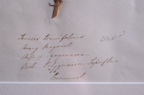 SET OF THREE BOTANICAL SPECIMENS 19TH CENTURY - ADDITIONAL PHOTO 10