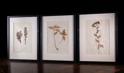 SET OF THREE BOTANICAL SPECIMENS 19TH CENTURY - ADDITIONAL PHOTO 11