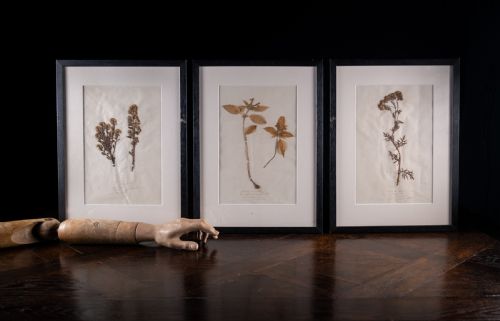 SET OF THREE BOTANICAL SPECIMENS 19TH CENTURY - ADDITIONAL PHOTO 12