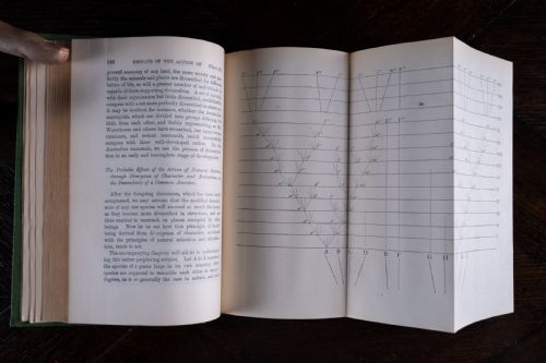 1900 THE ORIGIN OF SPECIES BY CHARLES DARWIN CLOTH BOUND BOOK - ADDITIONAL PHOTO 13