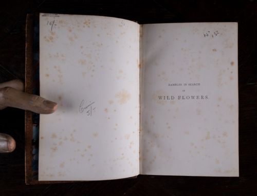 1879 RAMBLES IN SEARCH OF WILD FLOWERS BY MARGARET PLUES LEATHER BOUND BOOK - ADDITIONAL PHOTO 7